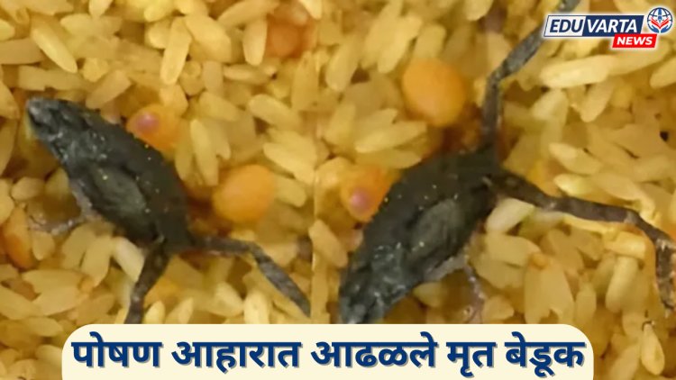 शालेय पोषण आहारात आढळला मेलेला बेडूक; बालकांच्या जीवांशी शासनाचा खेळ