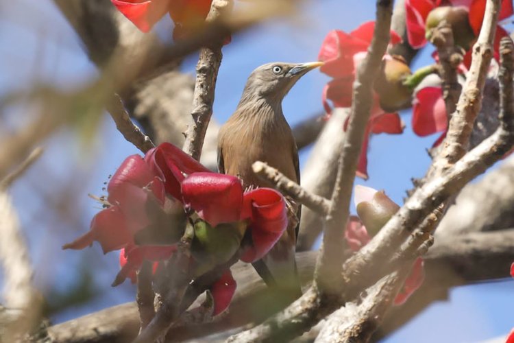 दोन हजार पोपटांचा थवा