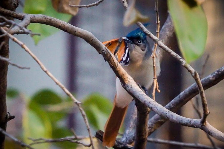 निळी माशीमार या जंगलात आढळणाऱ्या पक्षाचा शहरात अधिवास 