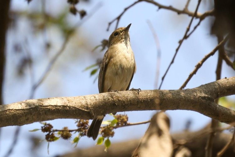 स्थलांतरीत पक्षी दरवर्षी हिवाळ्यात हिमालयातून