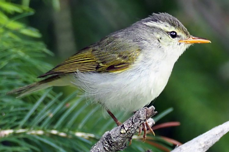 स्थानिक आणि स्थलांतरित पक्षांच्या  ८८ प्रजातींचा अधिवास