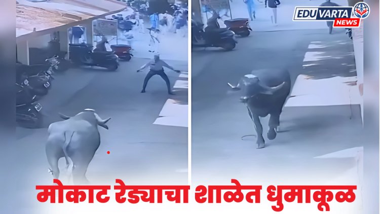 मोकाट रेड्याचा शाळेच्या आवारात धुमाकूळ, १४ विद्यार्थ्यांना जखमी 