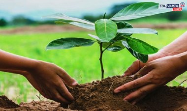 वर्षभरात किती झाडे लावली, शिक्षण संस्थांना अहवाल सादर करण्याचे निर्देश 