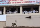 वानरांचा उच्छाद! नंदुरबारमध्ये ४ विद्यार्थिनी आणि एका शिक्षकाला चावा; शाळा-कॉलेज बंद ठेवण्याची नामूष्की