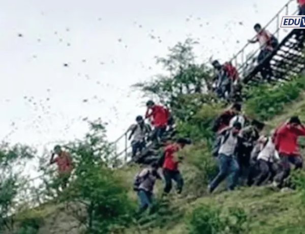 पर्यावरण मोहिम! वृक्षारोपण करायला डोंगरावर गेलेल्या ४० विद्यार्थ्यांवर मधमाशांचा प्राणघातक हल्ला 