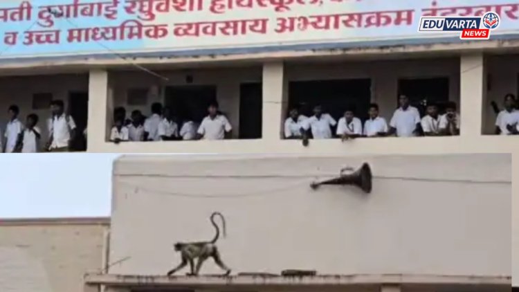 वानरांचा उच्छाद! नंदुरबारमध्ये ४ विद्यार्थिनी आणि एका शिक्षकाला चावा; शाळा-कॉलेज बंद ठेवण्याची नामूष्की